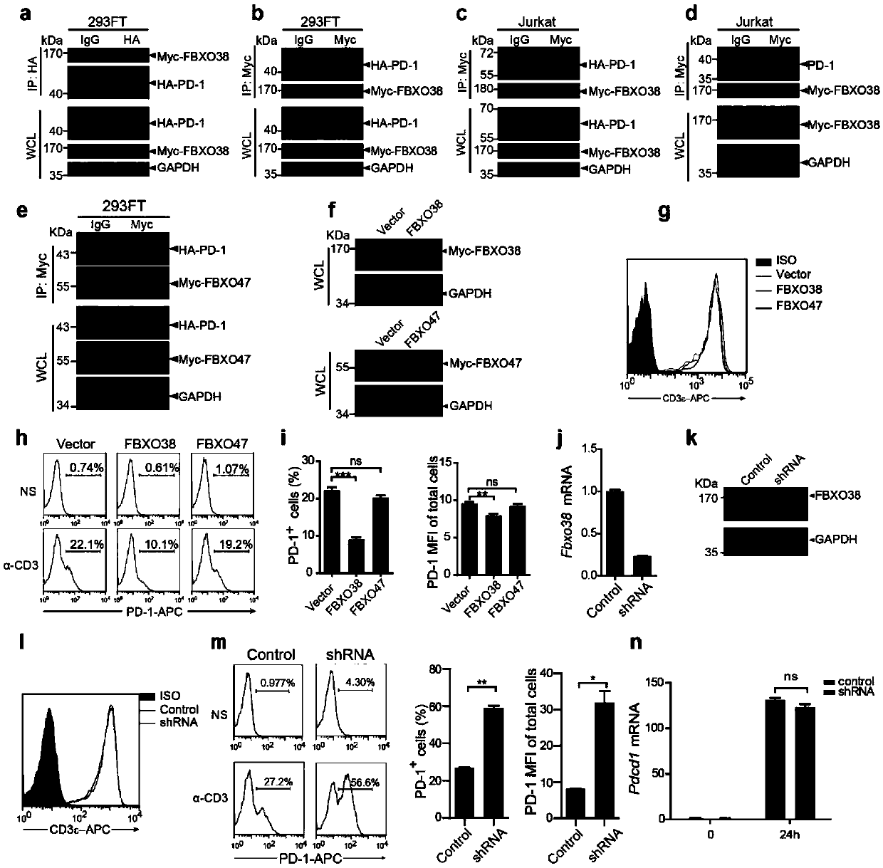 Function and application of PD-1 ubiquitination agonist