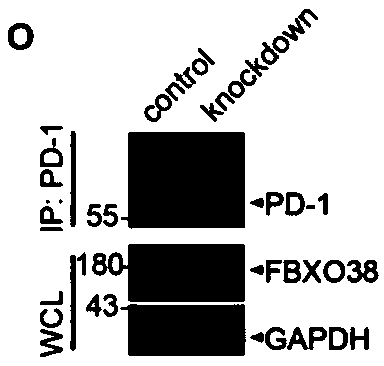 Function and application of PD-1 ubiquitination agonist