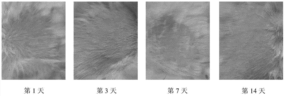 Gamithromycin composition lyophilized powder for injection and preparation method