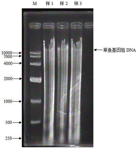 Extraction method of total genomic DNA of fish