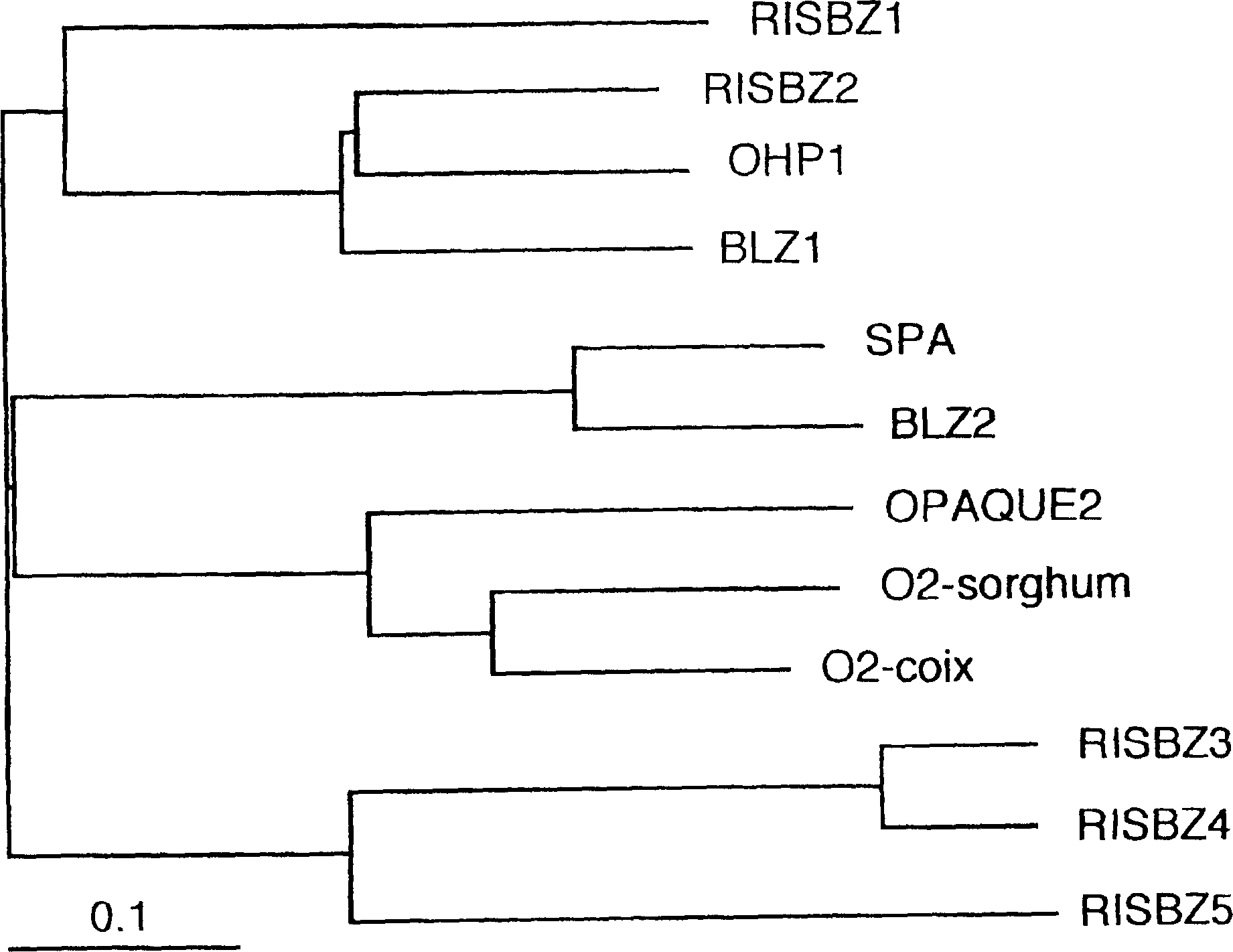 BZIP type transcripton factors regulating expression of rice storage protein