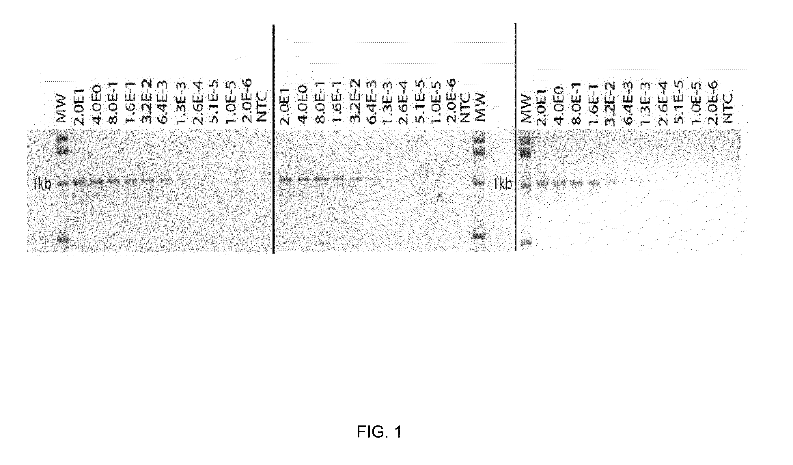 Compositions and methods for the identification of a carbapenemase gene