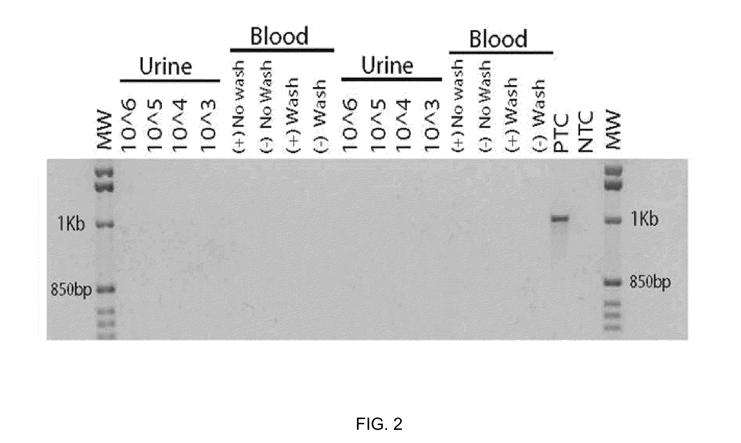 Compositions and methods for the identification of a carbapenemase gene