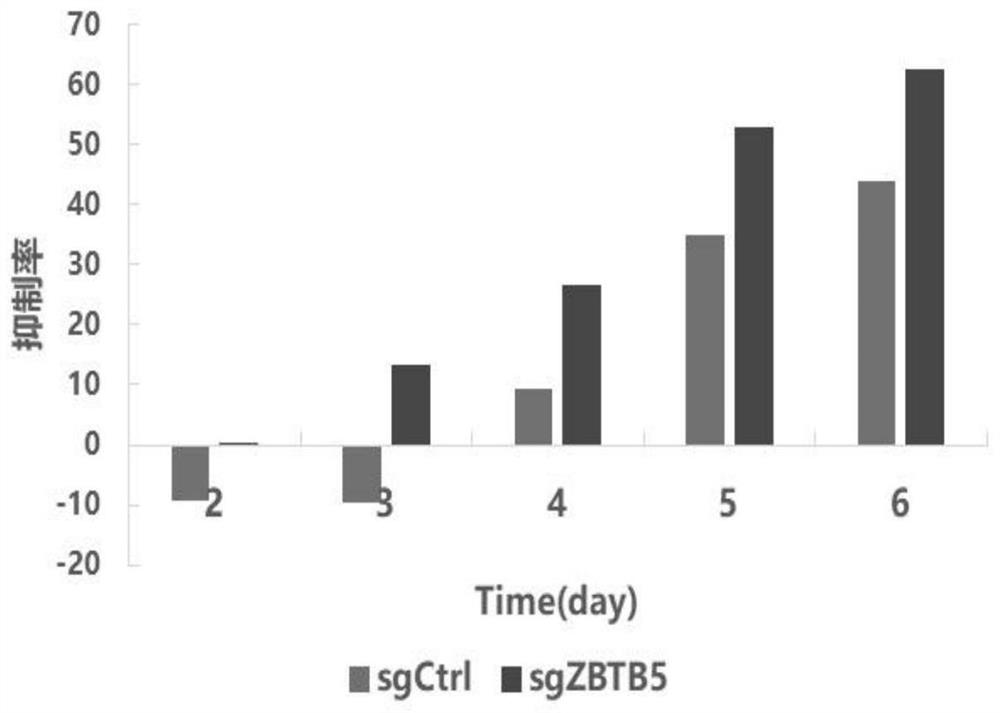 Application of ZBTB5 gene to detection and treatment of drug resistance of paclitaxel for cervical cancer