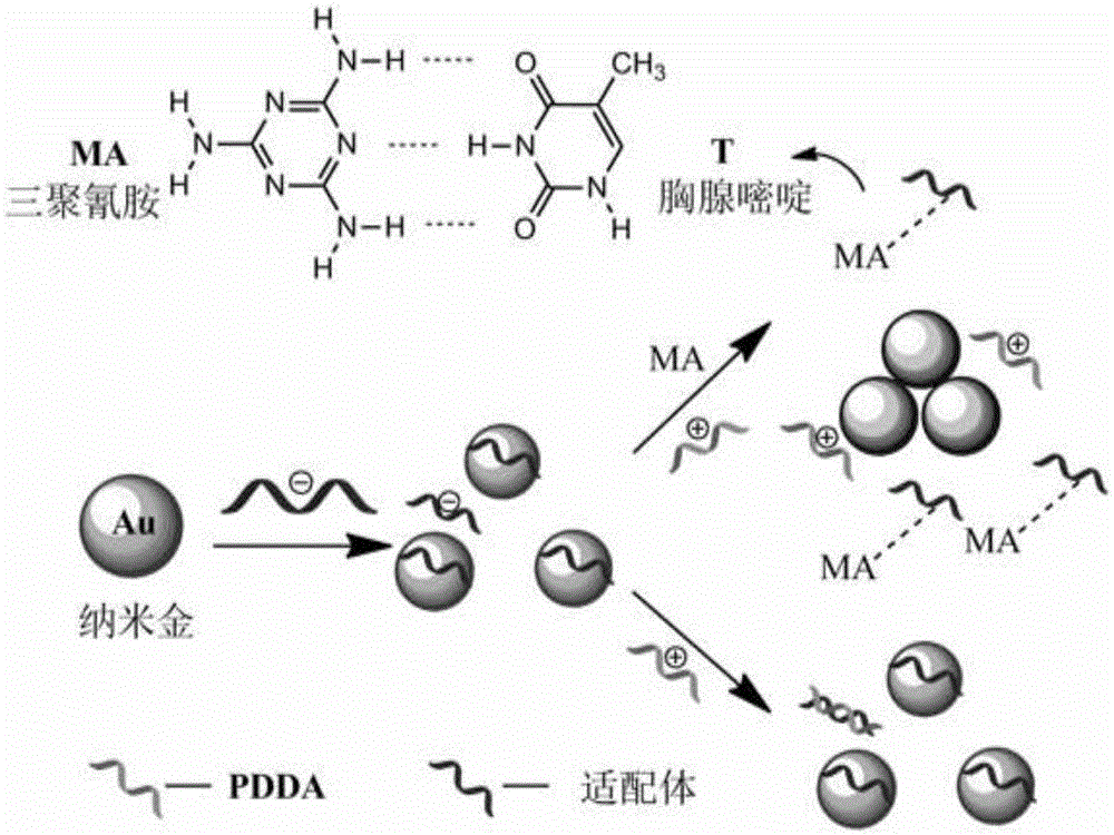 Melamine detection method using a nucleic acid aptamer modified nano-gold particle