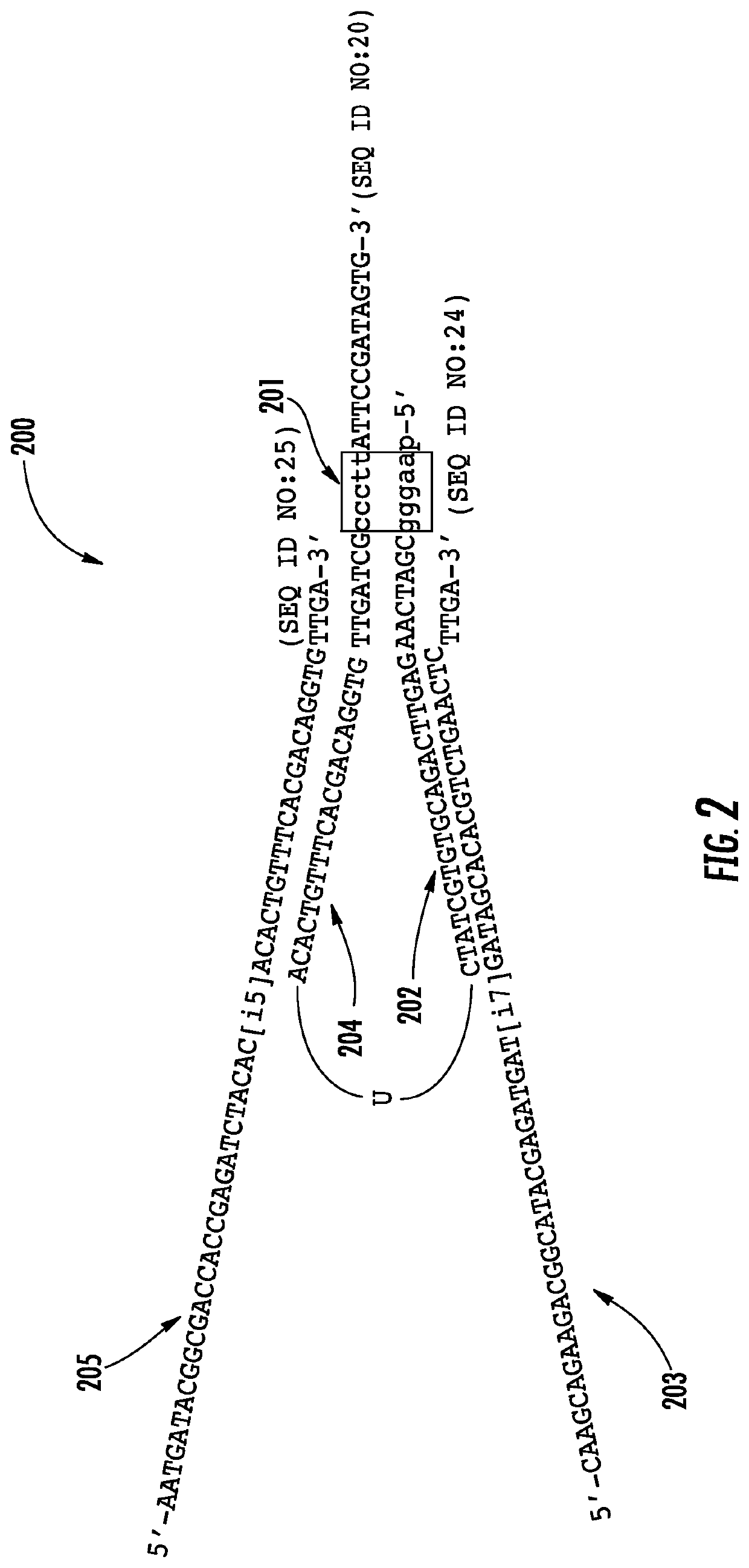 Compositions and methods for preparing sequencing libraries