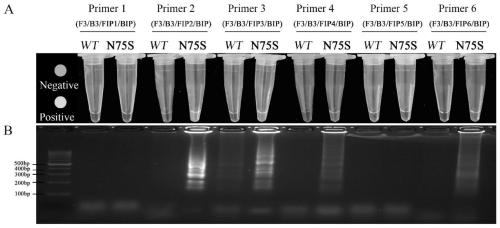 Corynespora cassiicola succinodehydrogenase subunit c N75S resistance mutation detection primer and detection method