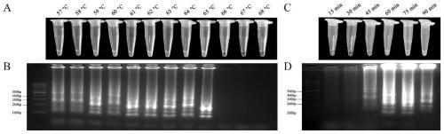 Corynespora cassiicola succinodehydrogenase subunit c N75S resistance mutation detection primer and detection method
