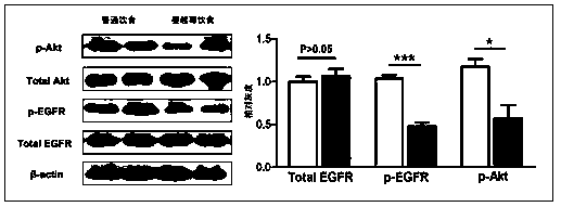 Application of cranberry freeze-dried powder in the preparation of drugs for the prevention and treatment of familial adenomatous polyposis