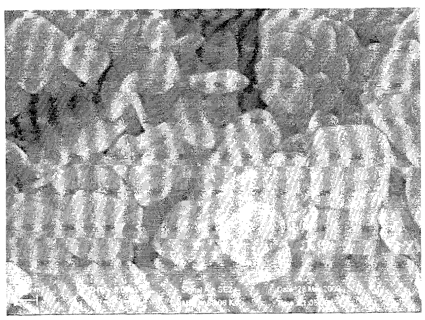 Method for preparing bismuthyl chloride nano-flower