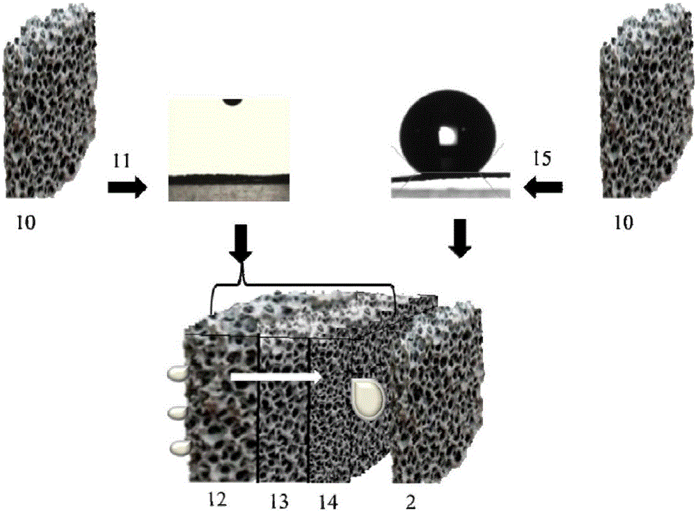 A water collector with gradient hydrophilic and hydrophobic properties and its application