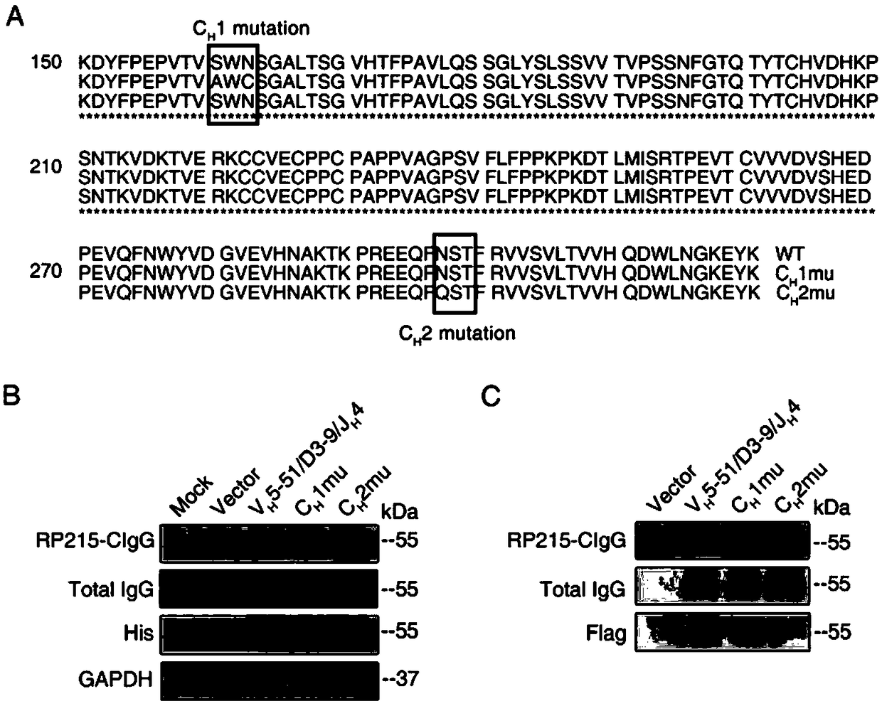 IgG antigen epitope and application thereof as target