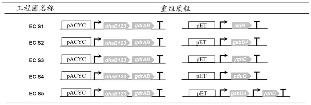 Genetically engineered bacterium EC01 S7 for co-production of 3-hydracrylic acid and 1, 3-propylene glycol as well as construction method and application of genetically engineered bacterium EC01 S7