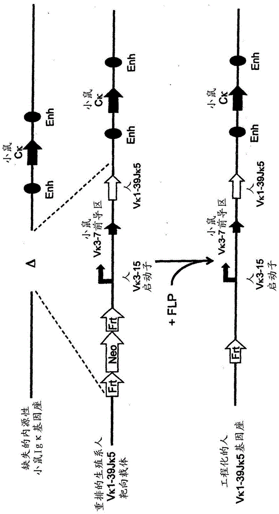 common light chain mouse