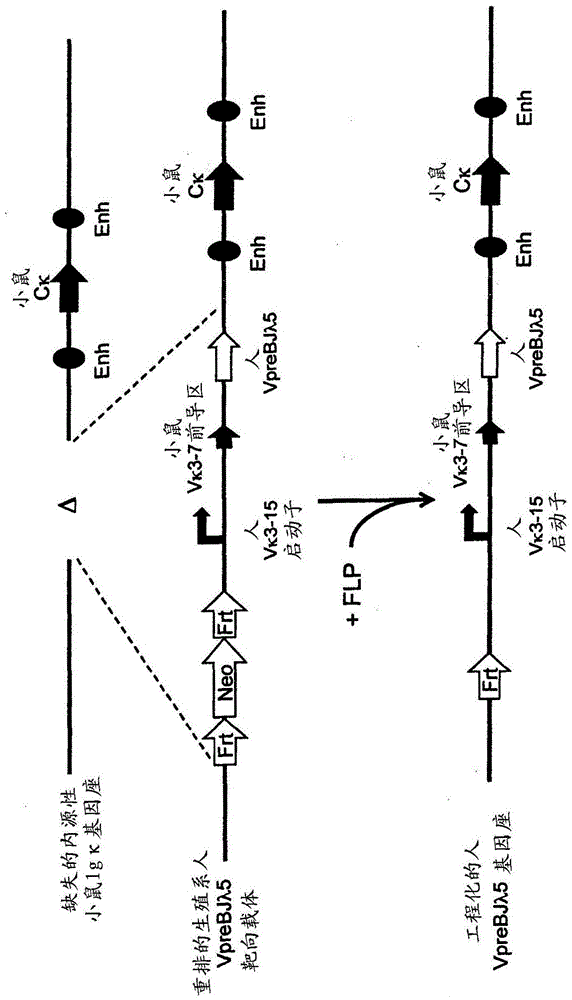 common light chain mouse