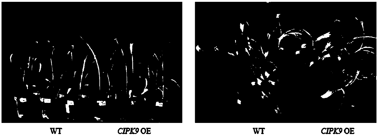 Application of CIPK9 protein and coding gene of CIPK9 protein in drought resistance of plants