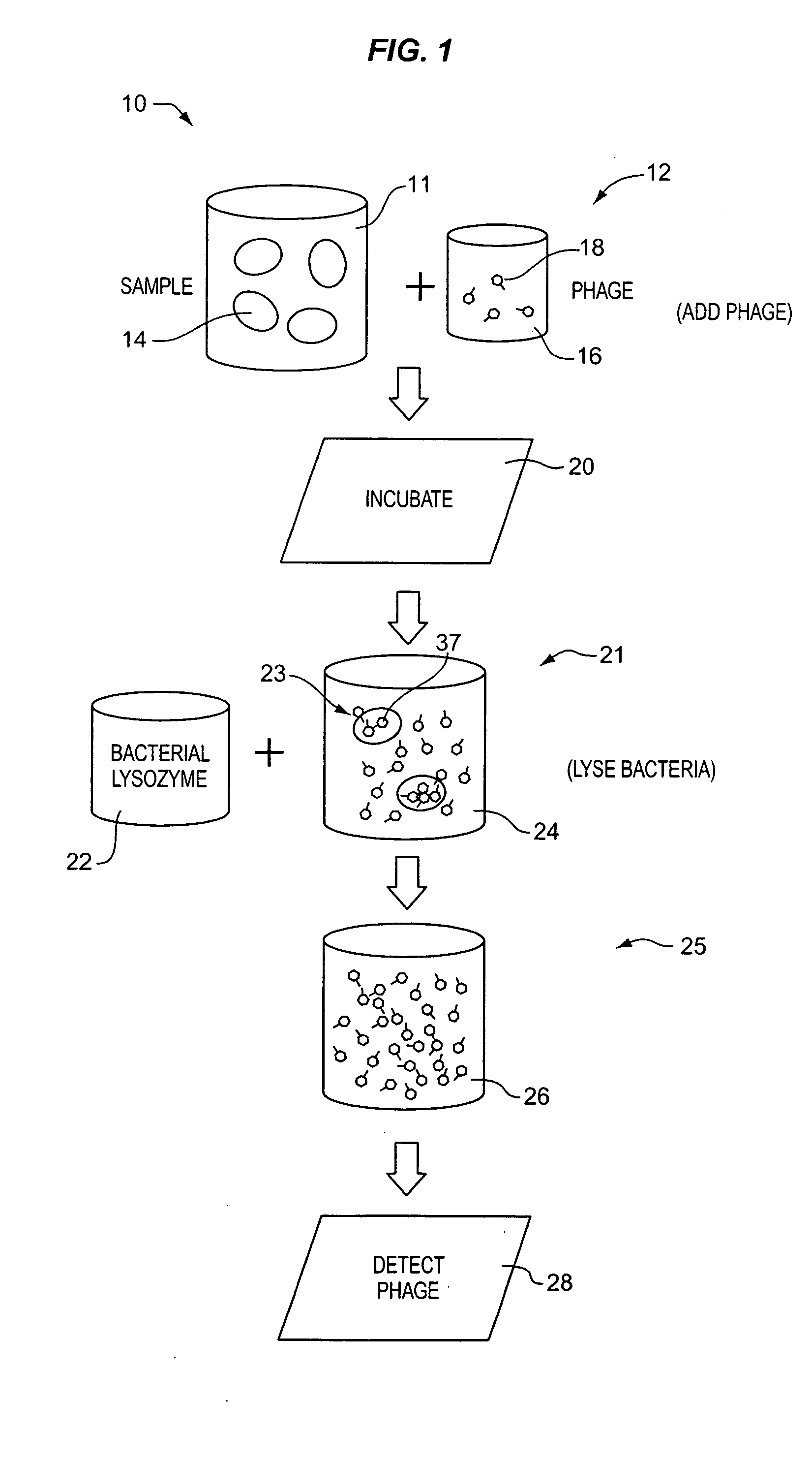 Apparatus and method for detecting microscopic living organisms using bacteriophage