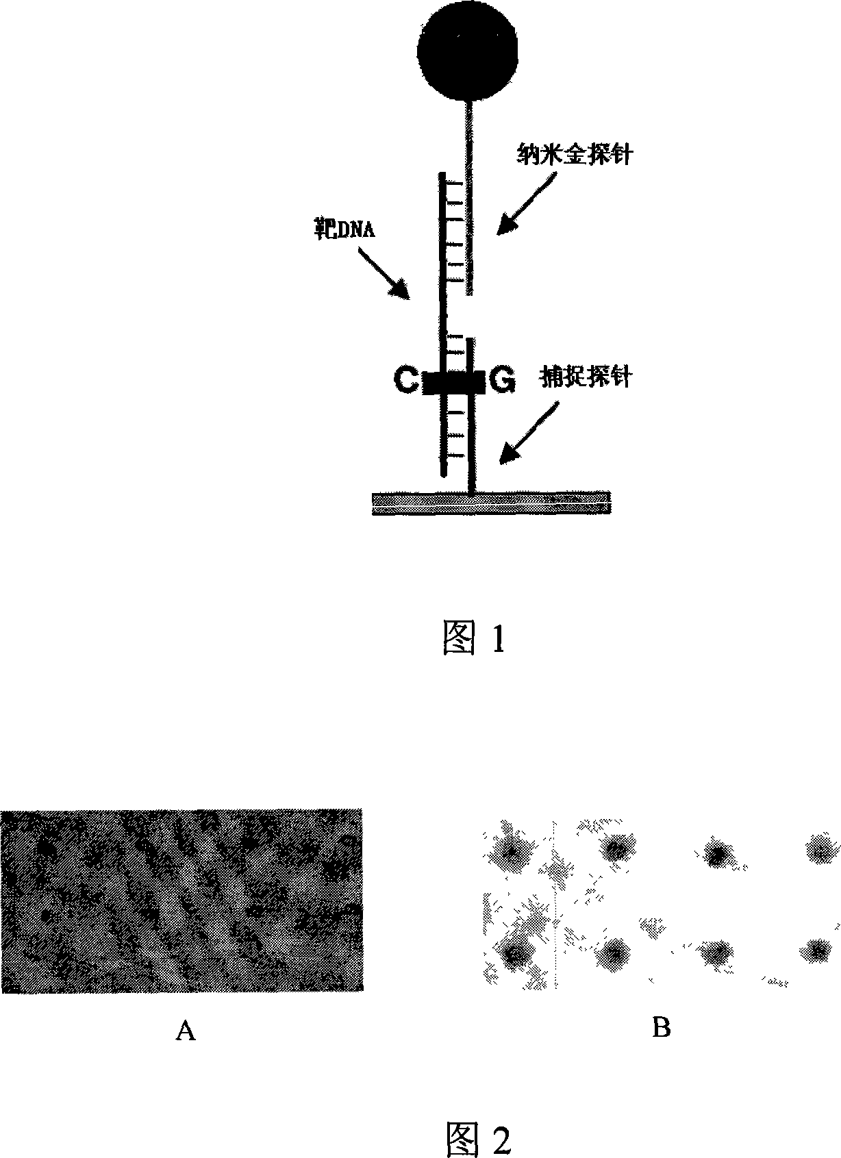 Nanometer detecting probe chip without amplifying genom DNA and detection method