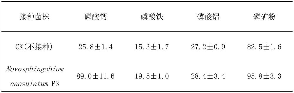 Novosphingobium capsulatum and application thereof