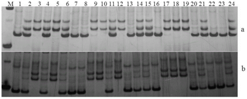 Method for detecting SSR molecular marker of pepper male sterility restoring gene as well as kit of SSR molecular marker