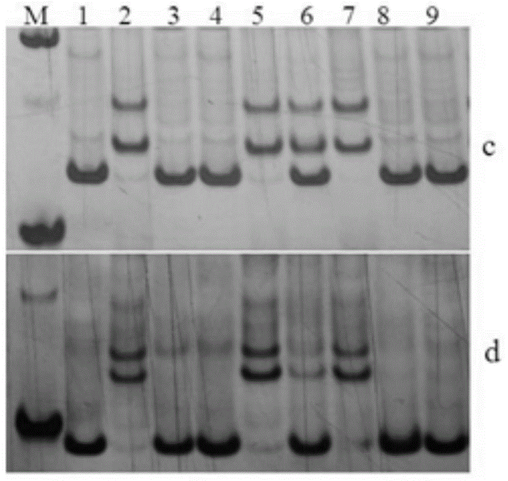 Method for detecting SSR molecular marker of pepper male sterility restoring gene as well as kit of SSR molecular marker
