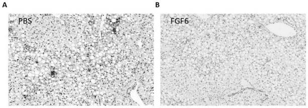 Application of fibroblast growth factor 6 in medicine for relieving non-alcoholic steatohepatitis liver injury