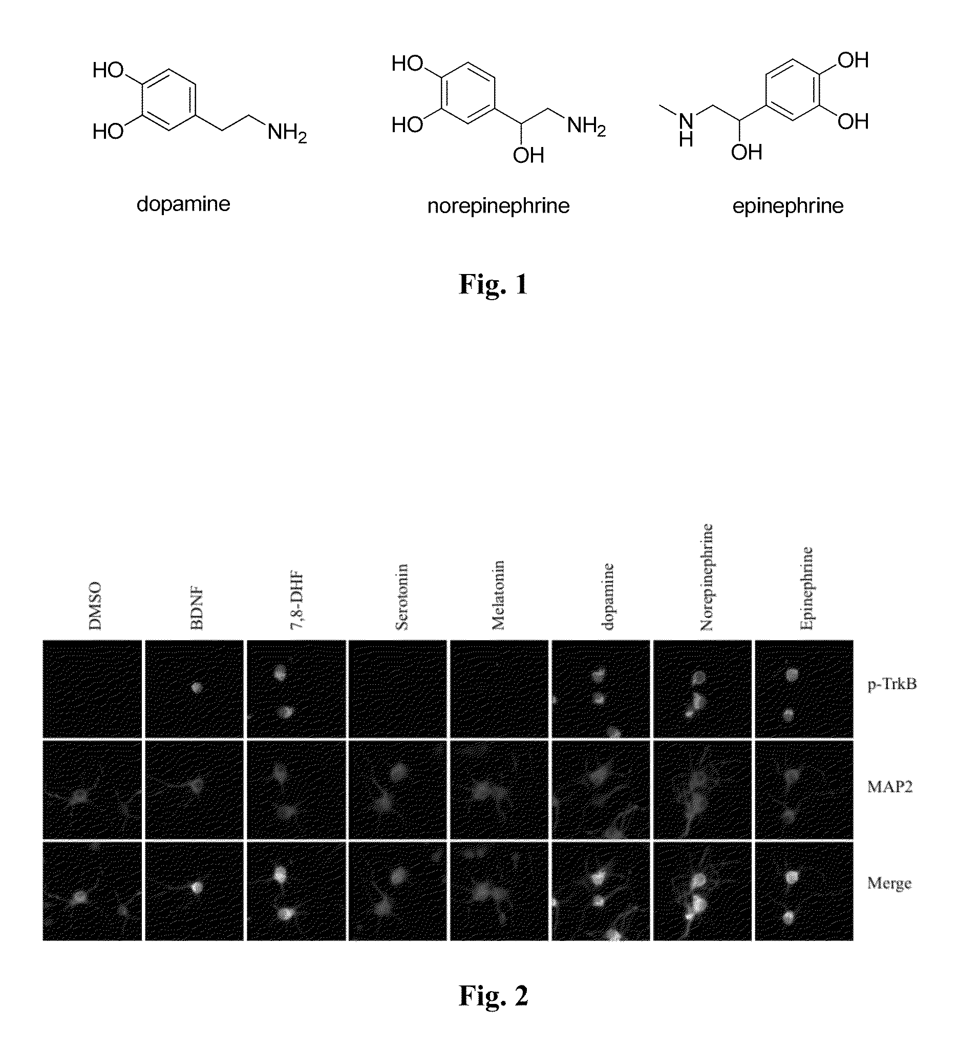 Catecholamine derivatives for obesity and neurological disorders