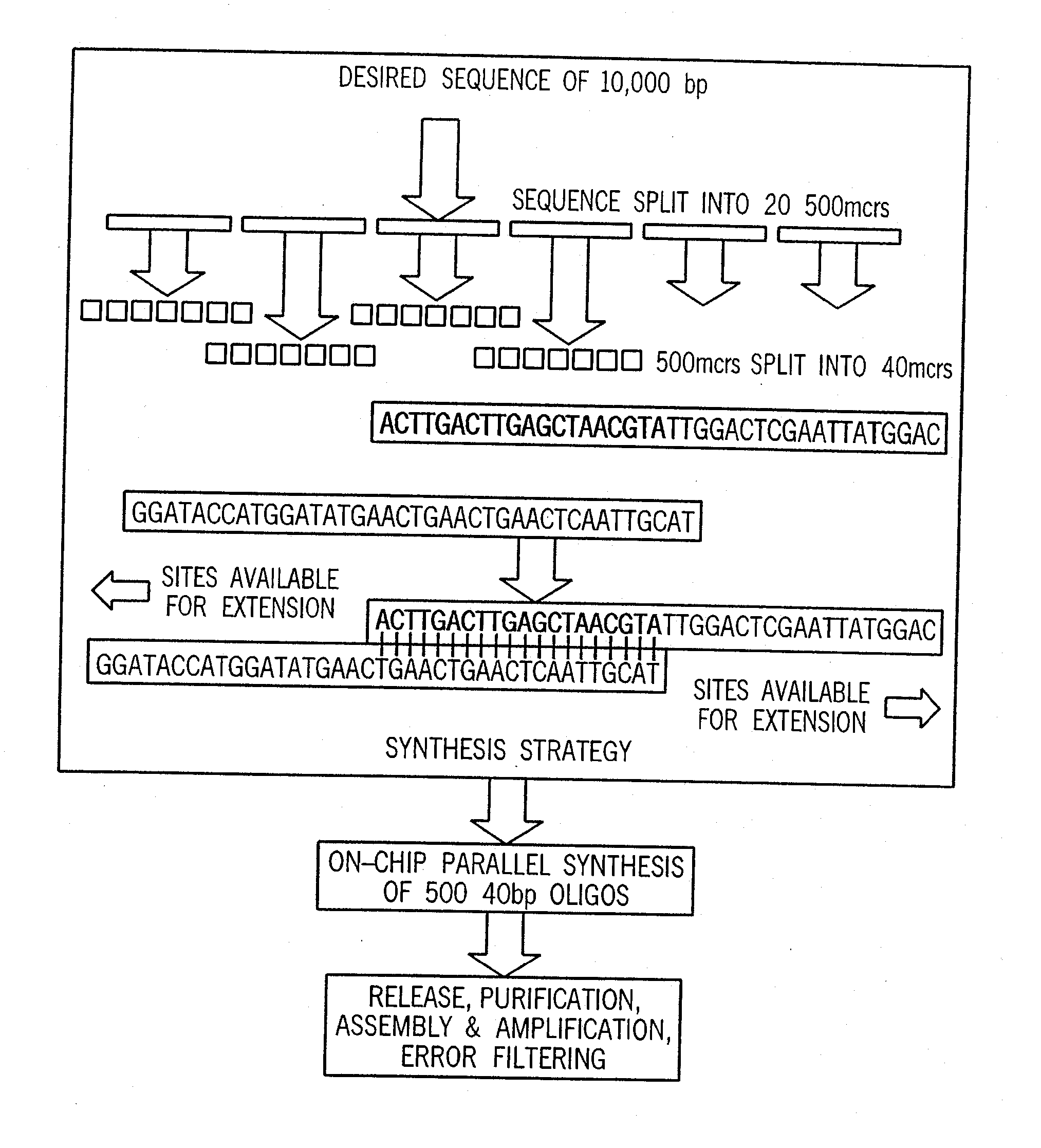 Method and system for the generation of large double stranded DNA fragments