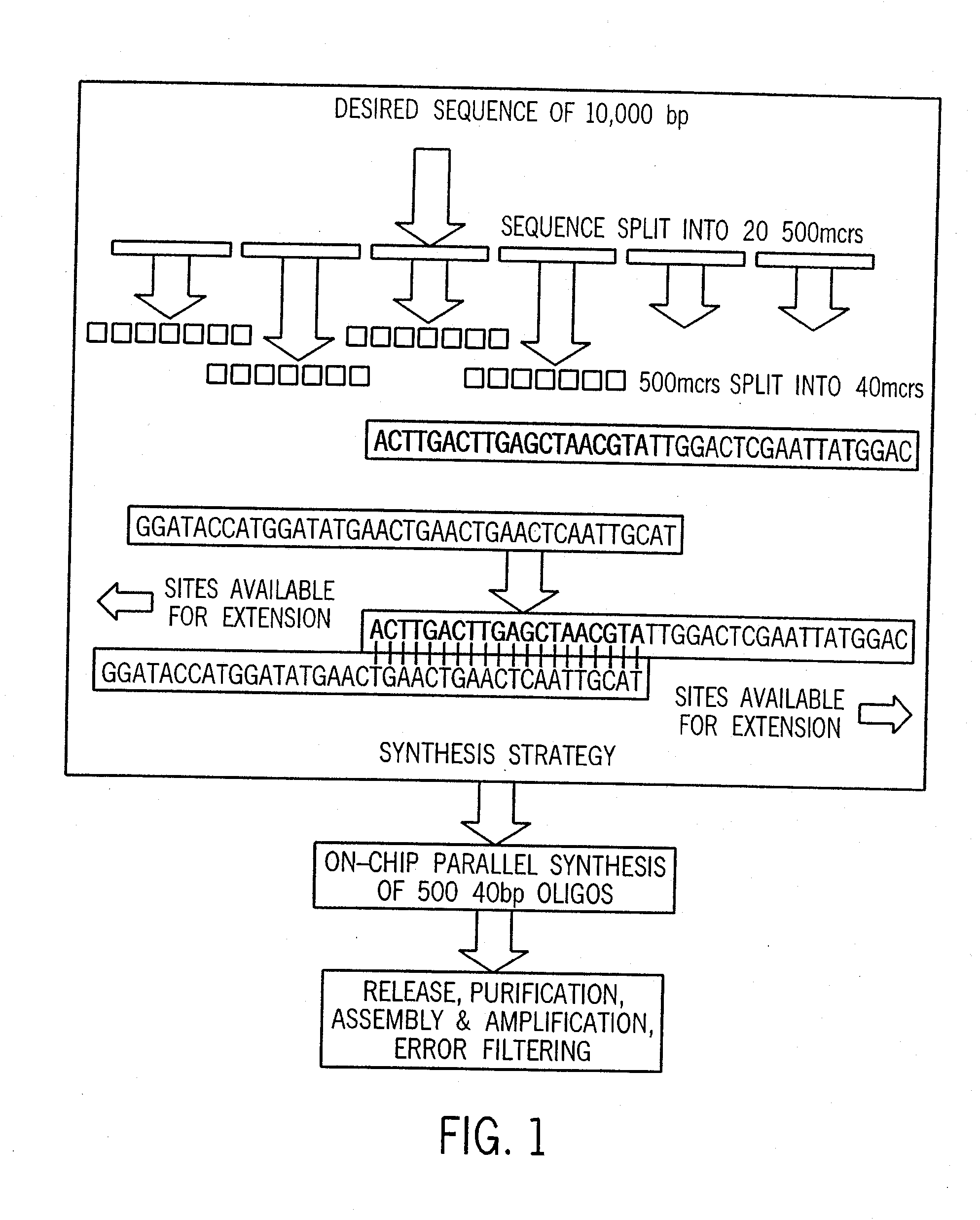 Method and system for the generation of large double stranded DNA fragments