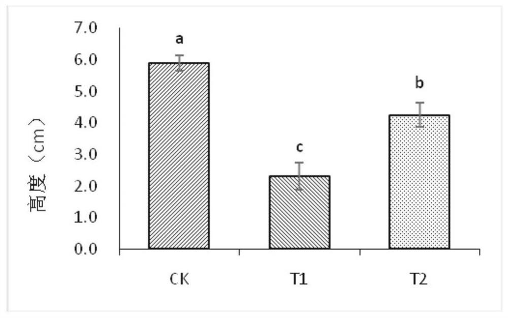 A strain of Rhizopus oryzae with salt tolerance and its application