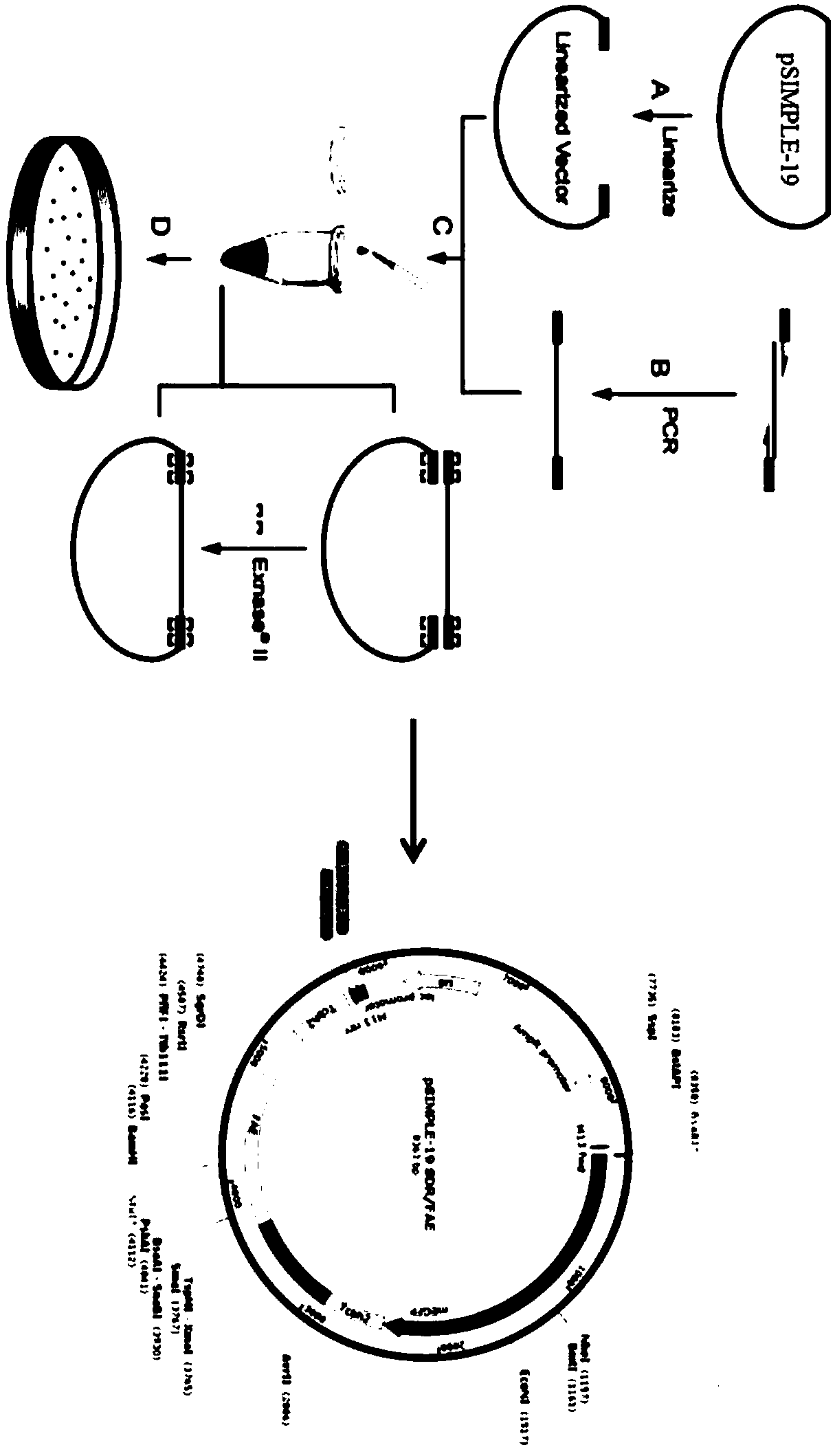 Composite cellulase system and application of composite cellulase system to producing starch fuel ethanol