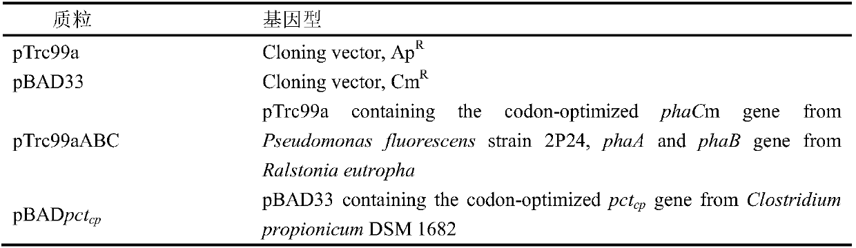 Method for improving the content of lactic acid composition in escherichia coli synthesized poly(3-hydroxybutyrate-co-lactic acid)