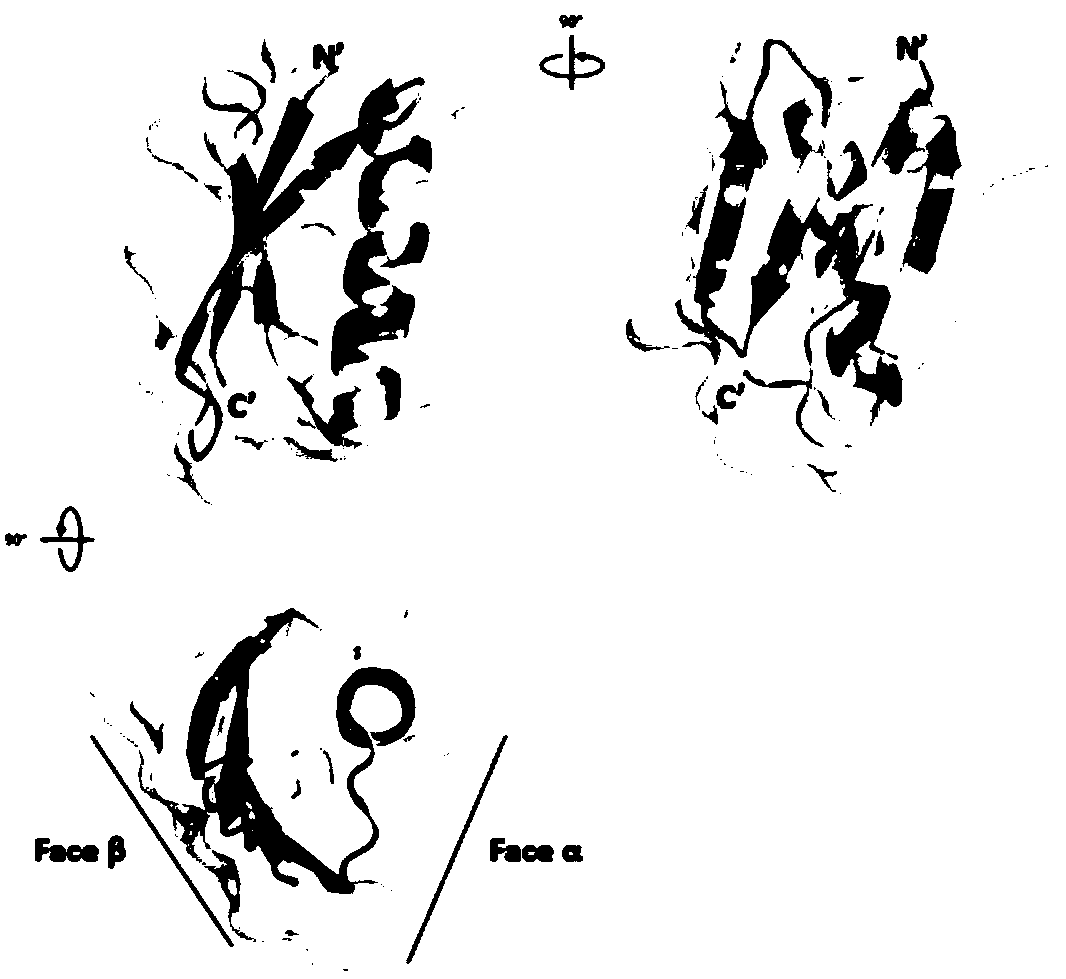 Small proteins and application thereof