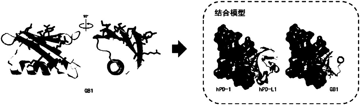 Small proteins and application thereof