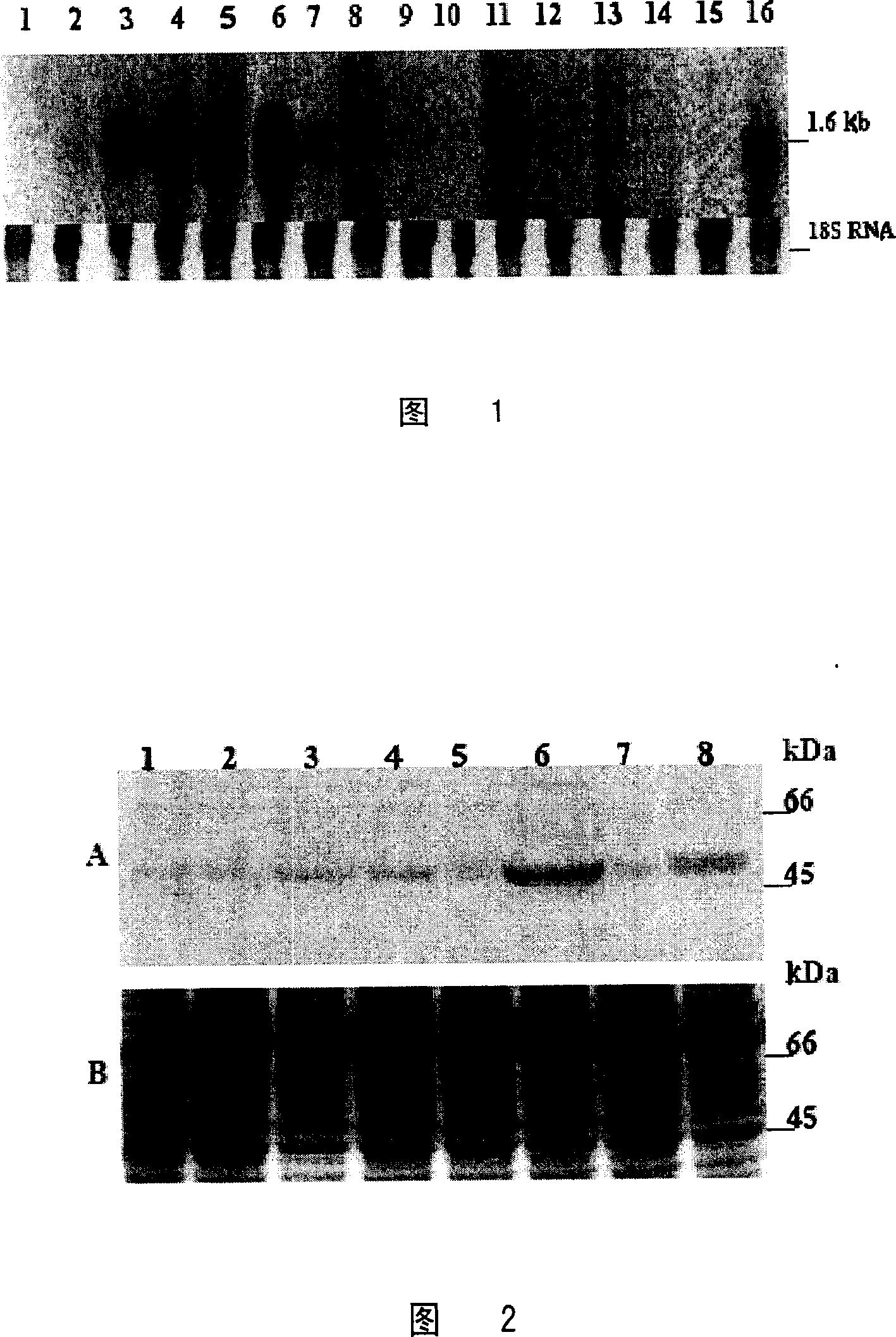 Function of E4BP4 gene inplantation course and use thereof