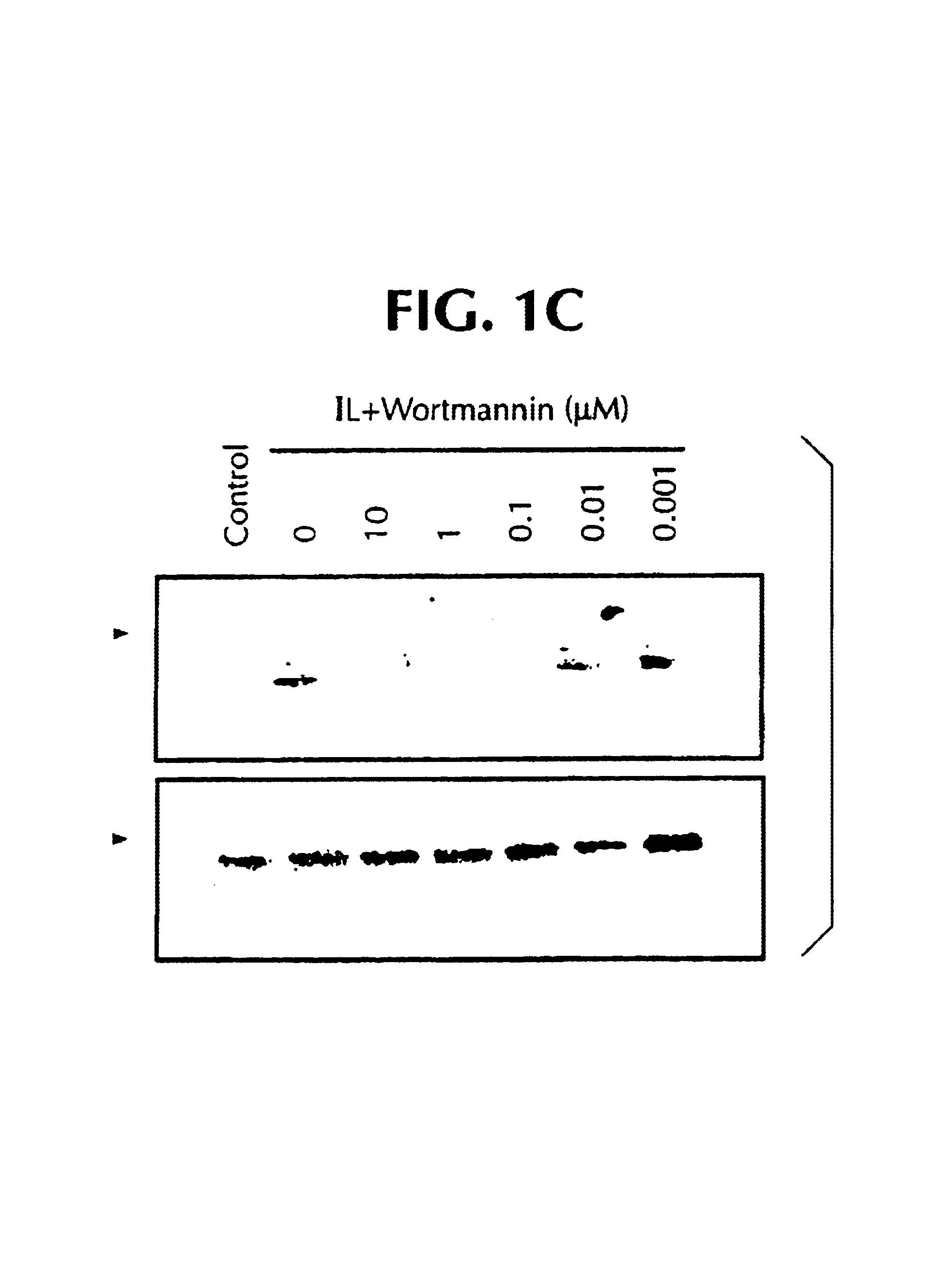 Method of treating or inhibiting neutrophil chemotaxis by administering a MEK inhibitor