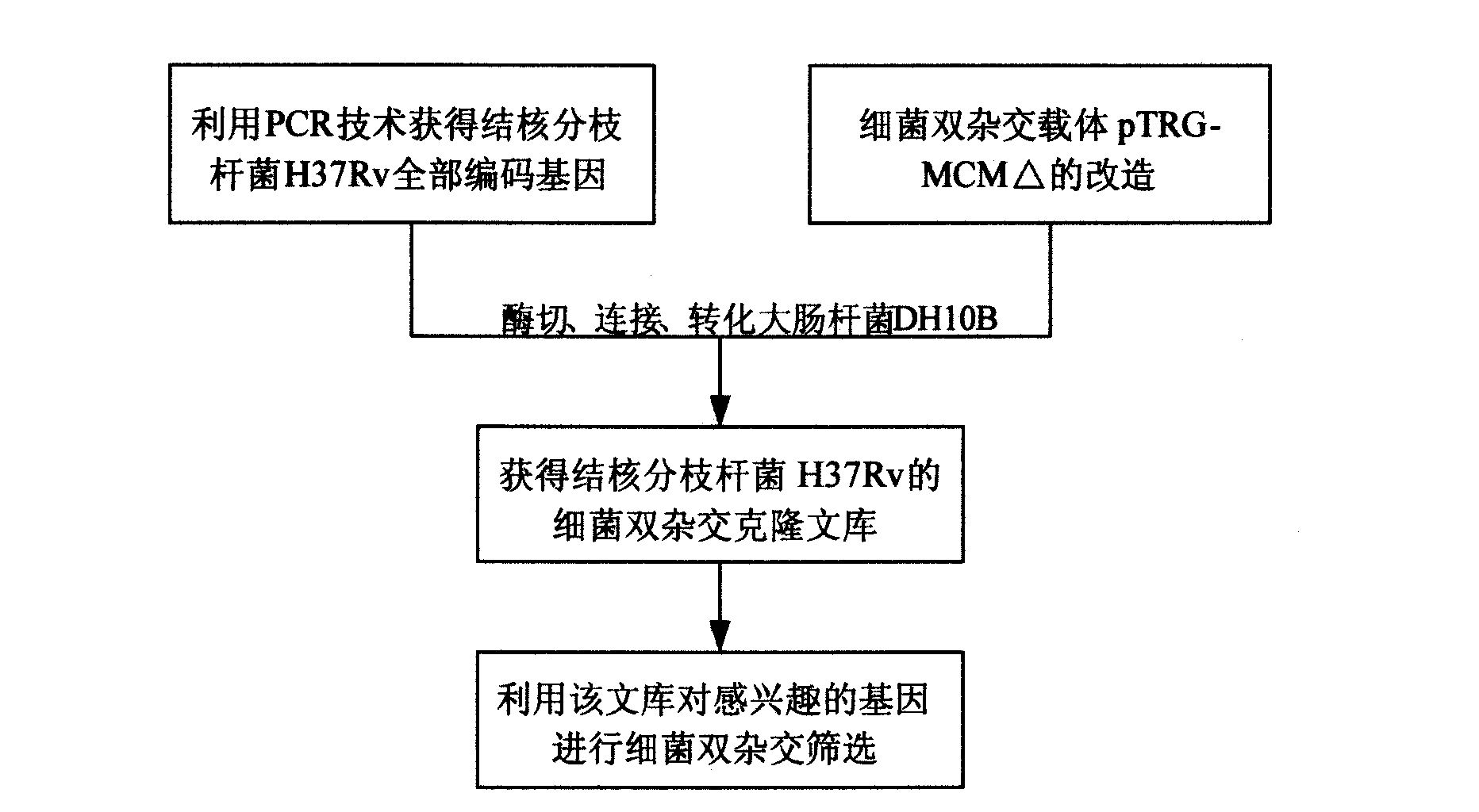 Construction method of complete mycobacterium tuberculosis genome ORF clone library and application thereof