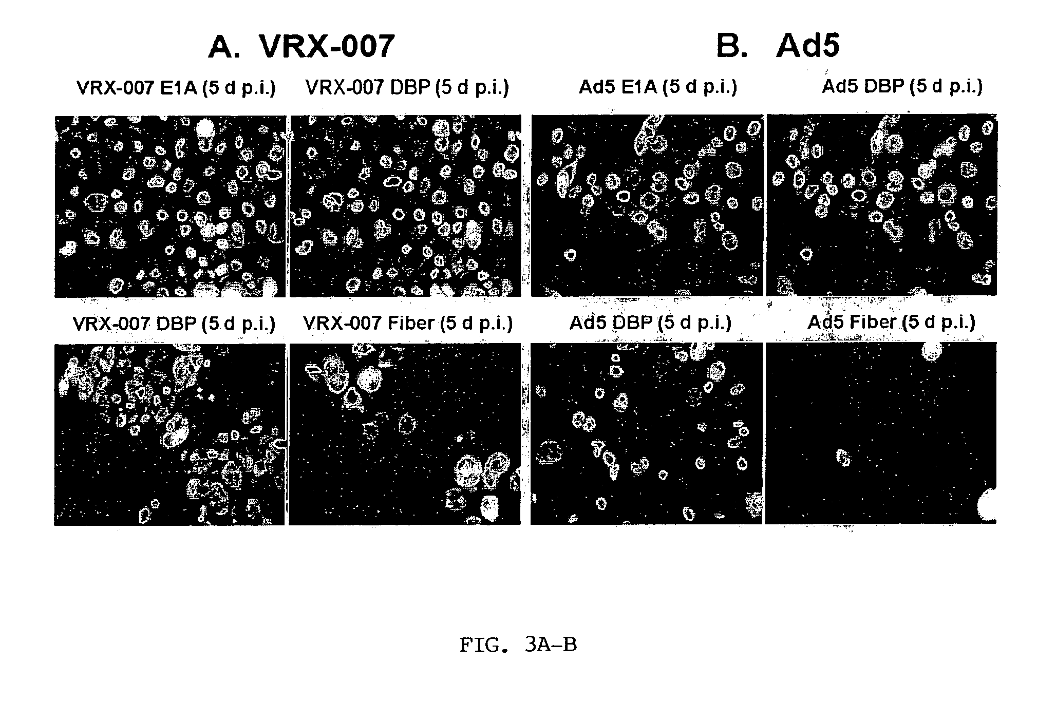 Models for viral-based cancer therapy