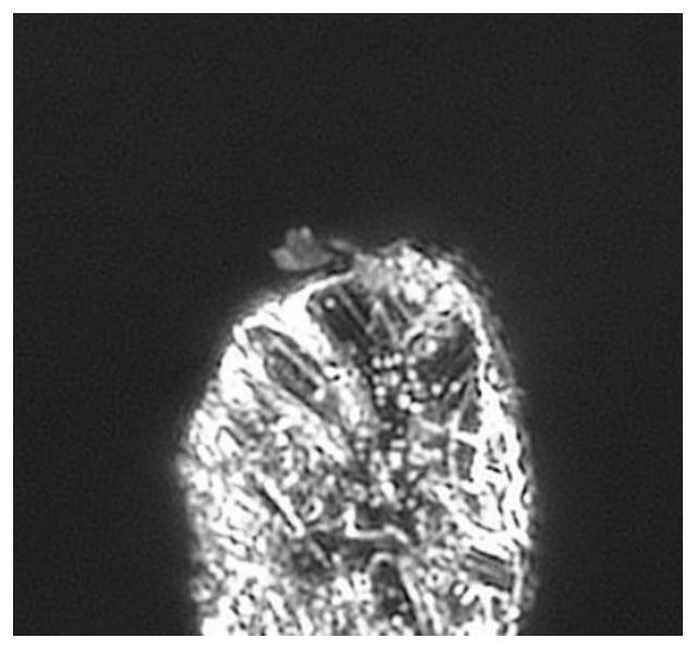 Edge polishing method of metal film material, metal film material and application