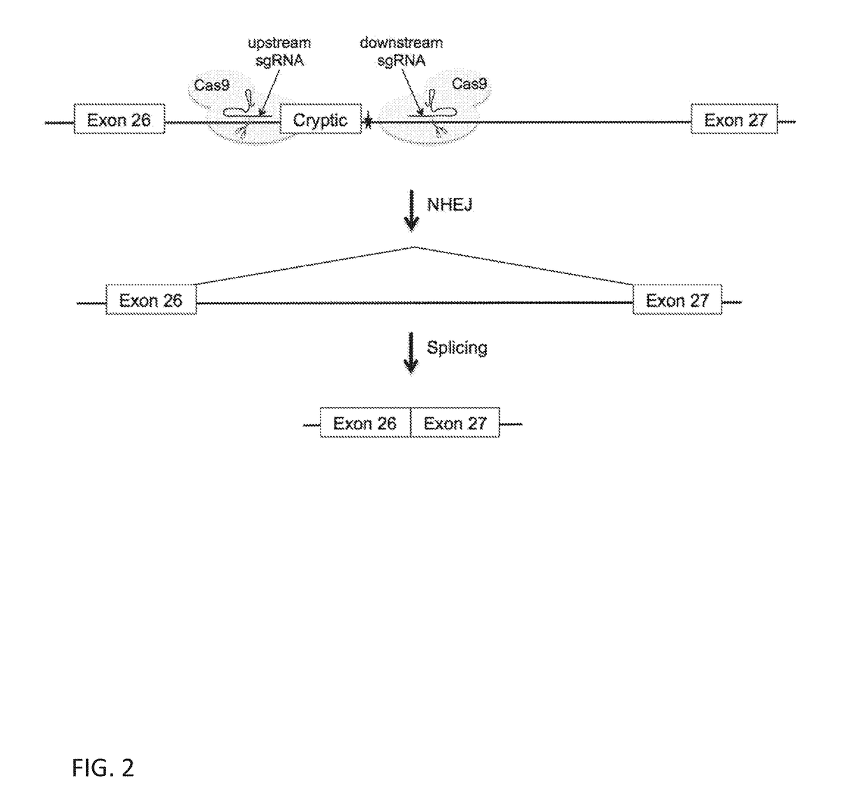 Gene editing of deep intronic mutations