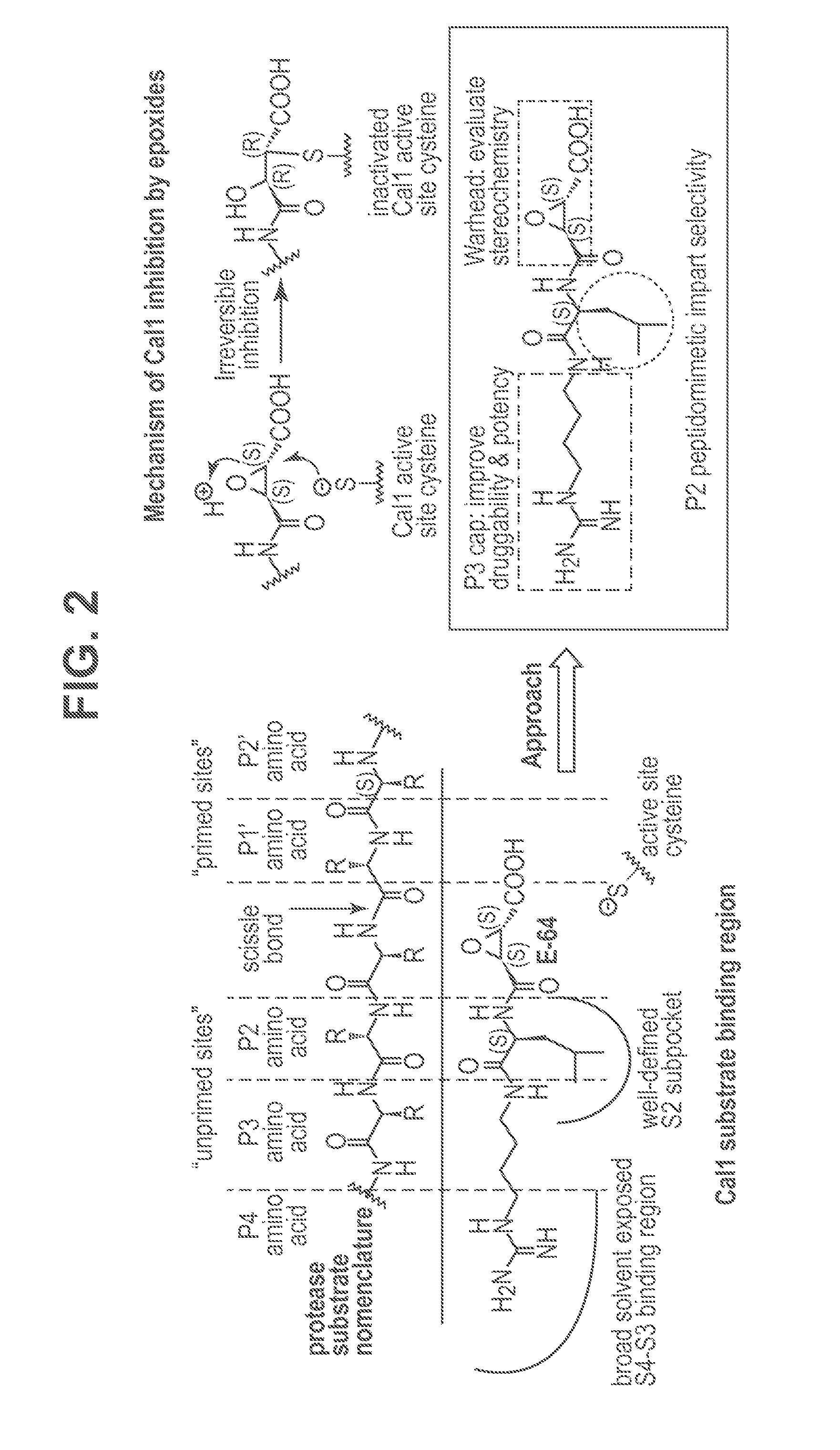 Novel Cysteine Protease Inhibitors and Uses Thereof