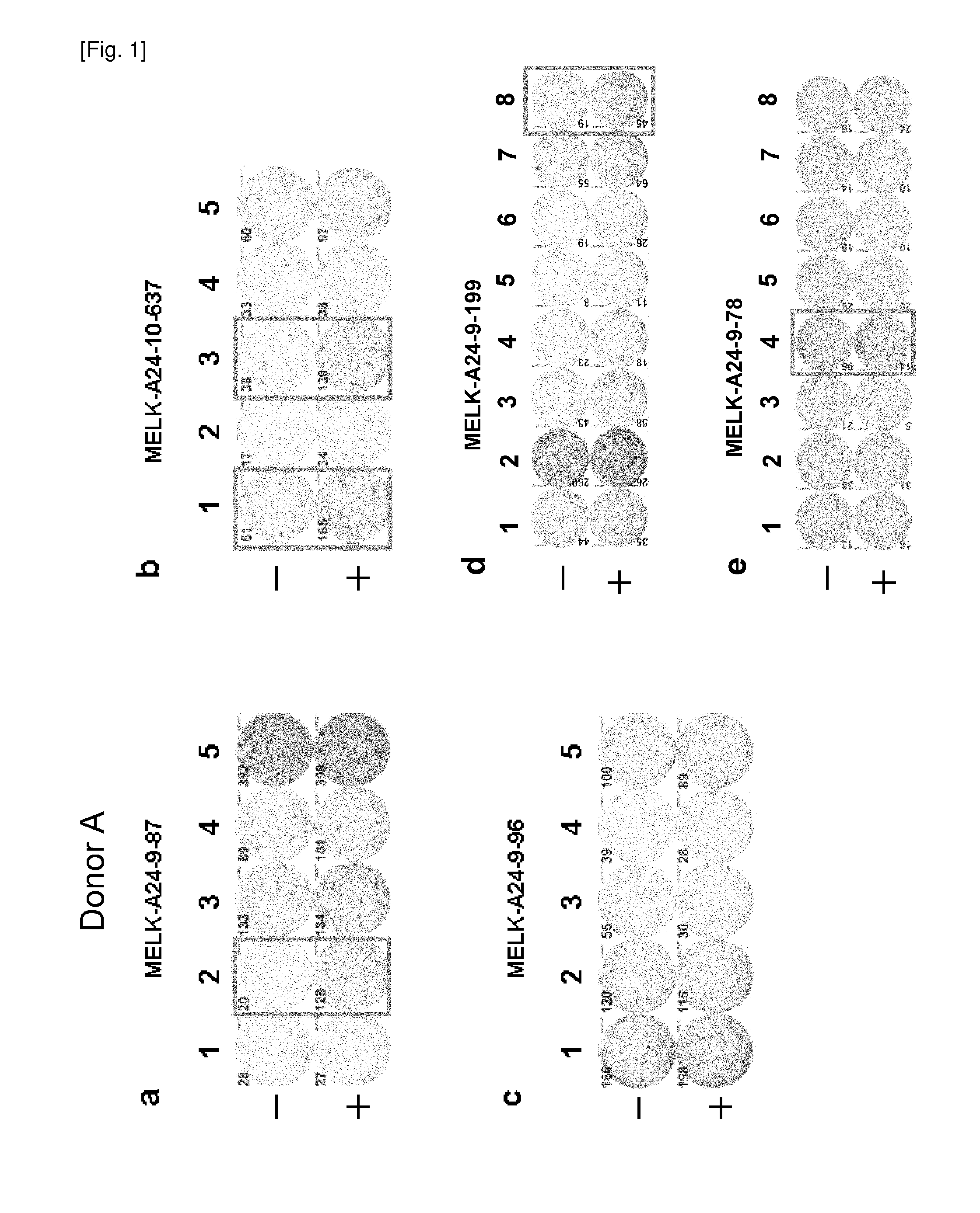 Modified melk peptides and vaccines containing the same