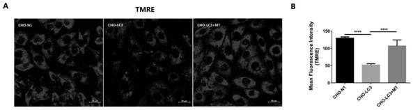 Protective agent for improving ovarian function based on excessive autophagy injury and application of protective agent