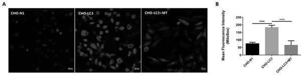 Protective agent for improving ovarian function based on excessive autophagy injury and application of protective agent