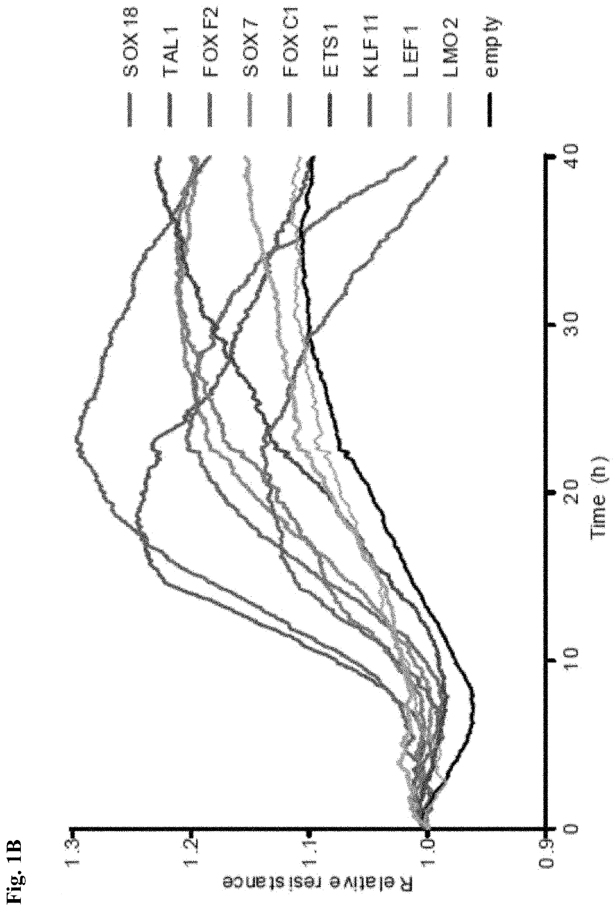 Synergistic transcription factors to induce high resistance transendothelial barrier