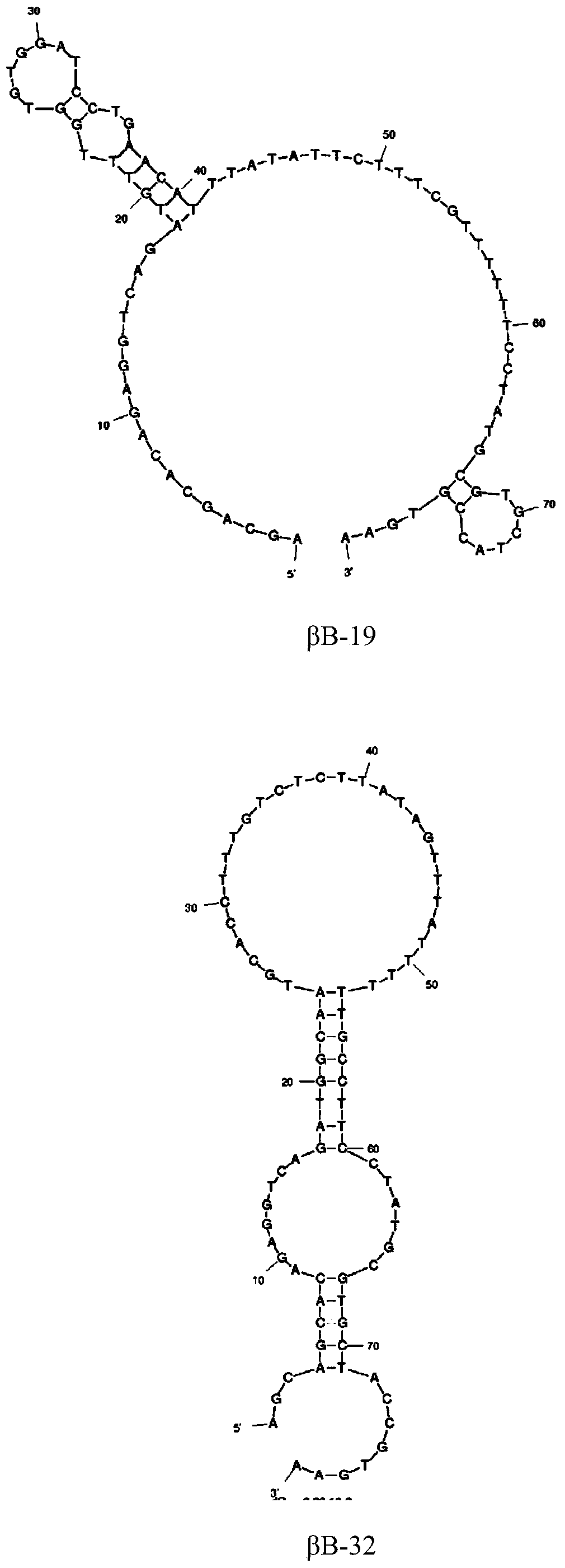 Group of aptamers for specific recognition of beta-bungatotoxin and use thereof