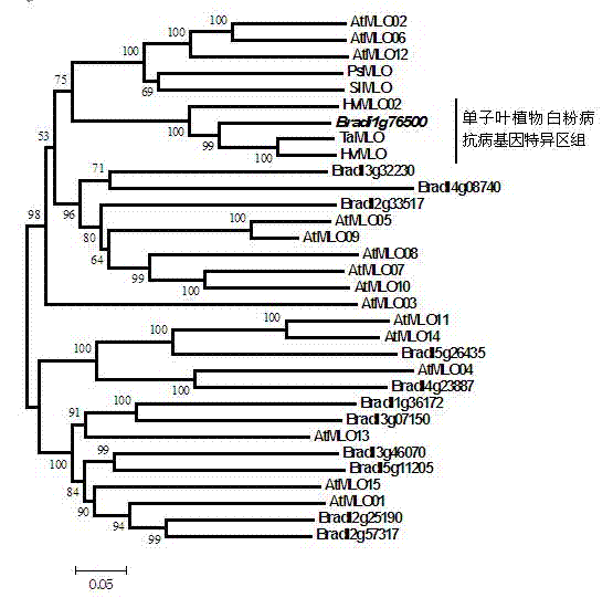 Rapid identification of anti-powdery-mildew gene of Brachypodium distachyon