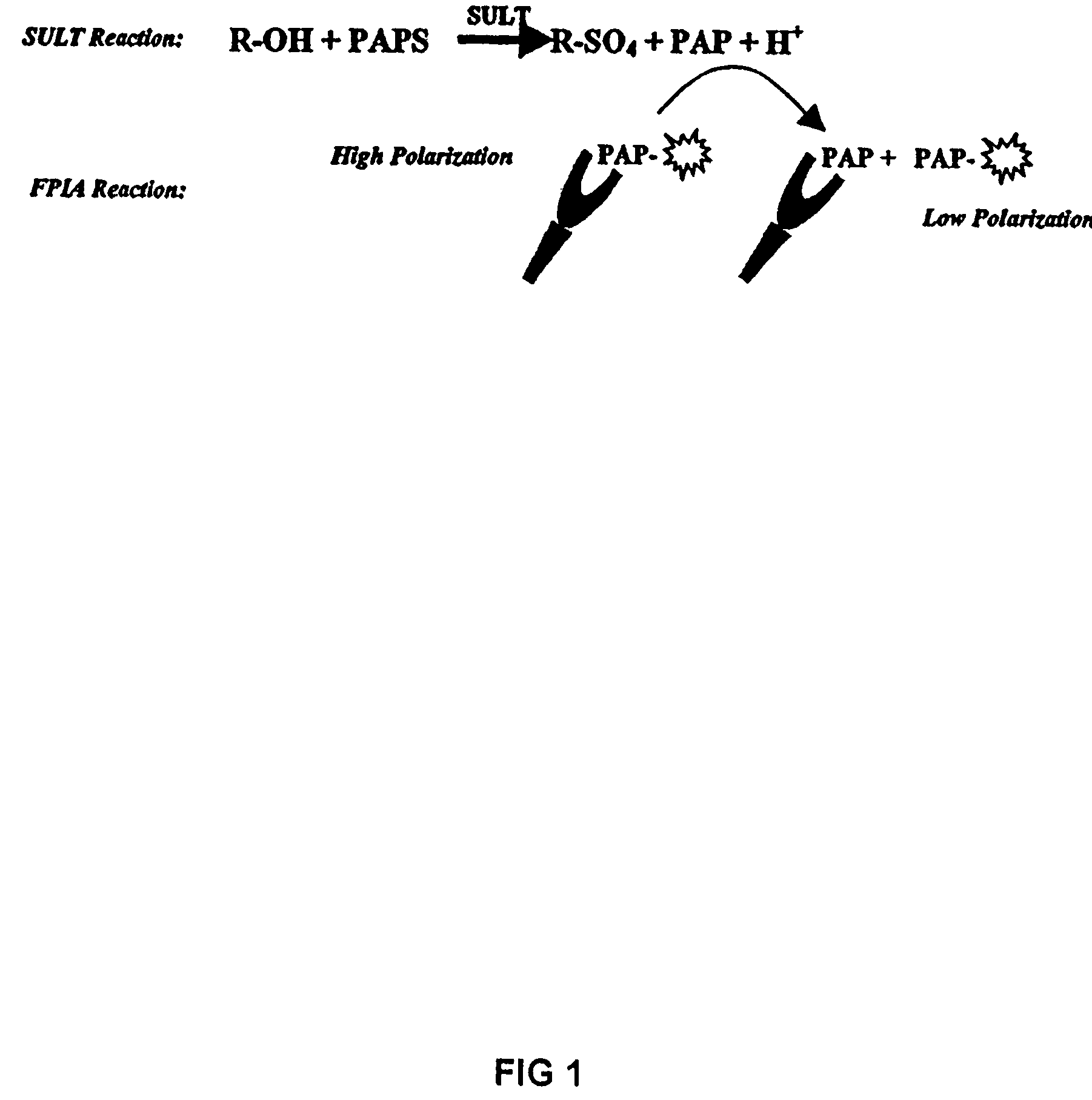 Assay method for group transfer reactions