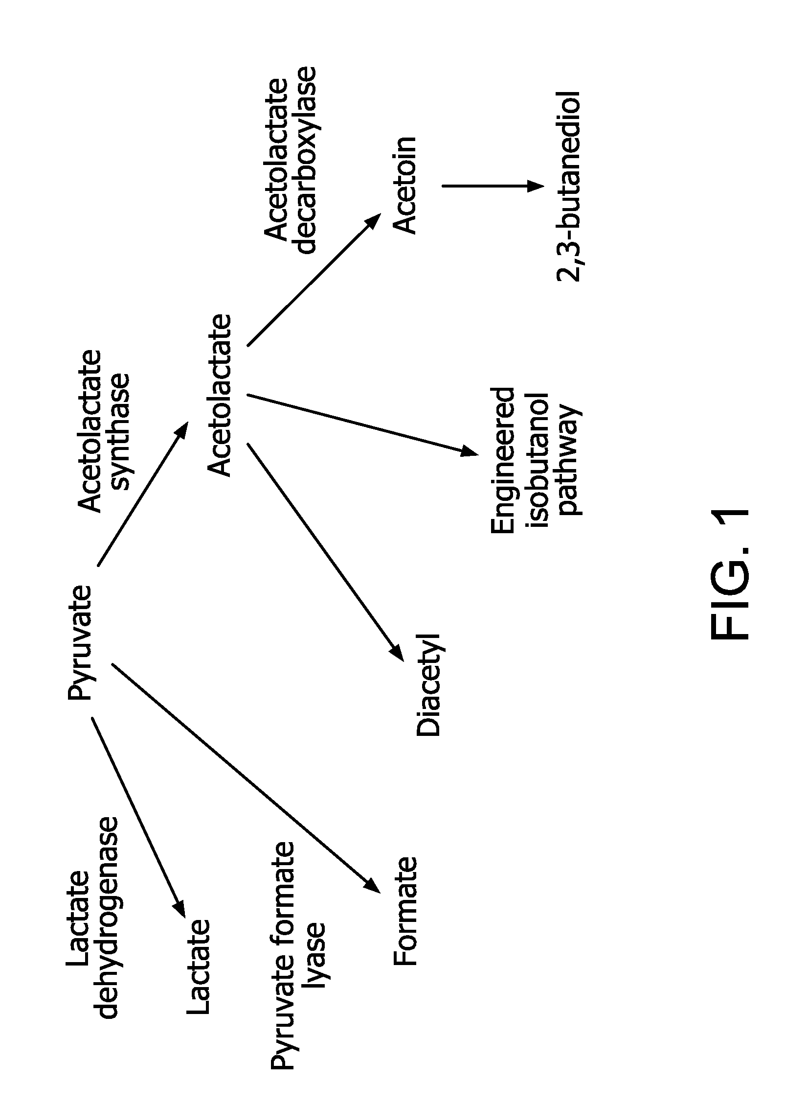 Flux to acetolactate-derived products in lactic acid bacteria