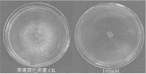 Application of sodium butyrate in the preparation of fungicides for preventing and treating plant diseases caused by plant pathogenic bacteria